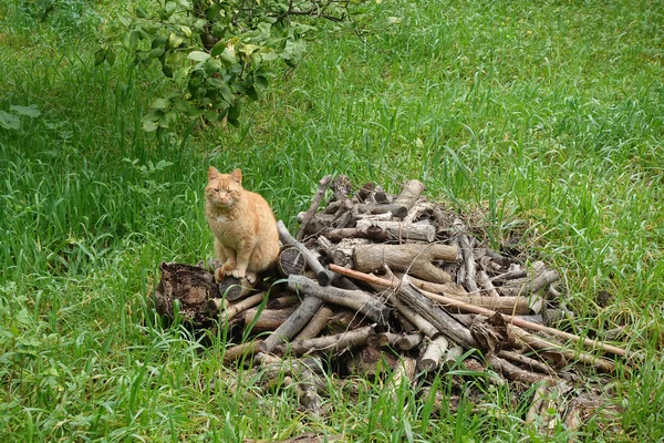 Sleepy Red Cat Sitting Pile Cut Wood Logs — Photo