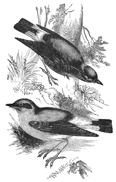 Wheatears Passarinho Pássaros Ilustração Vintage Livro Antigo Playtime Naturalist Pelo — Fotografia de Stock