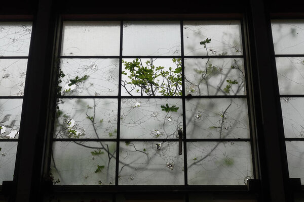 Broken Windows Fig Tree Branches Fragments Nature Stock Photo