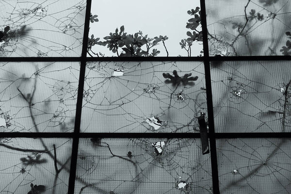 Smashed Windows Fig Tree Branches Cracked Glass Black White Tint Stock Photo