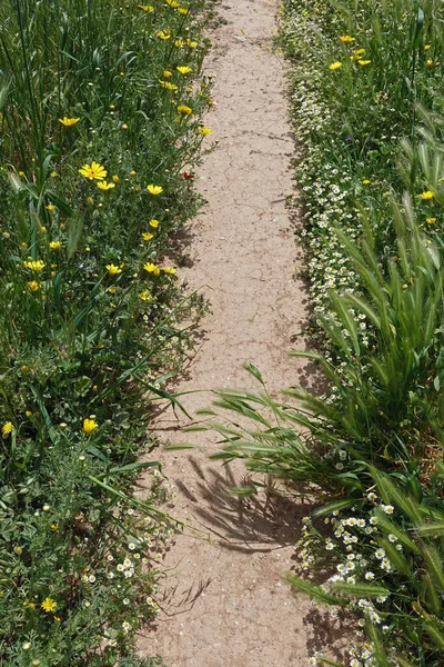 Dirt Path Yellow Flowers Spring Nature — Stockfoto