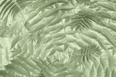 Eğreltiotu yaprağı doğal desen. Bitki yaprakları renk arkaplanı.