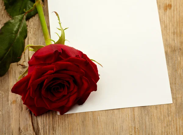 List papíru a růže — Stockfoto