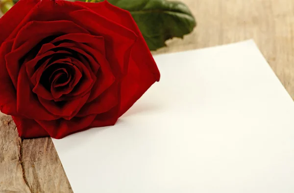 Лист бумаги и розы — стоковое фото