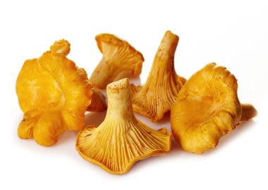 taze Cantharellus cibarius mantar
