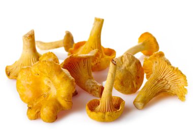 taze Cantharellus cibarius mantar