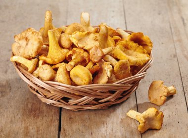 taze Cantharellus cibarius mantar