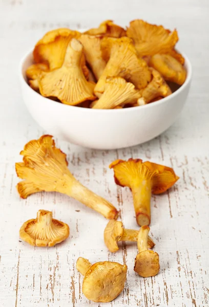 鲜鸡油菌蘑菇 — 图库照片
