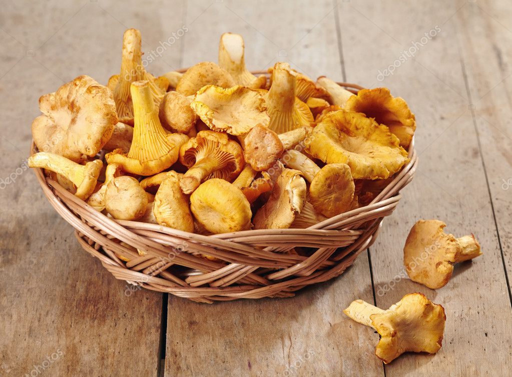 Fresh chanterelle mushrooms — Stock Photo © baibaz 30614255