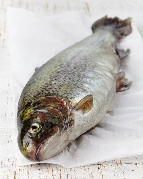 Verse forel — Stockfoto