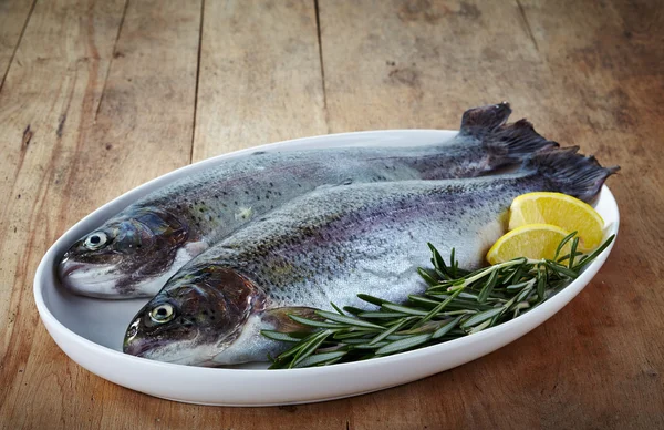 Verse forel — Stockfoto