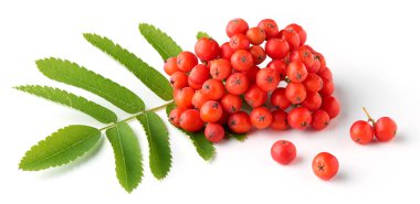 Olgun kızılcık sürüsü ya da kırmızı dağ külleri beyaz arka planda izole edilmiş, yakın plan.