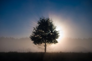 Arbor mundi