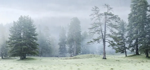 Sisin içinde bir açıklıkta çam ağaçları. dağ alan arhiz. theberda rezerv. Karaçay-Çerkez Cumhuriyeti