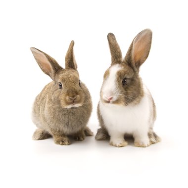 iki sevimli tavşan