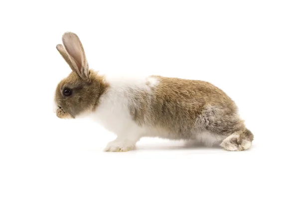 Conejo adorable aislado en blanco — Foto de Stock