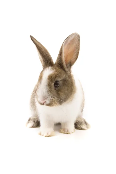 Schattig konijn geïsoleerd op wit — Stockfoto