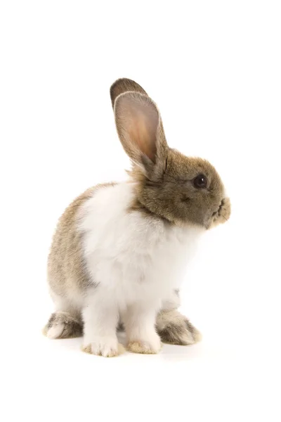 Coniglio adorabile isolato su bianco — Foto Stock