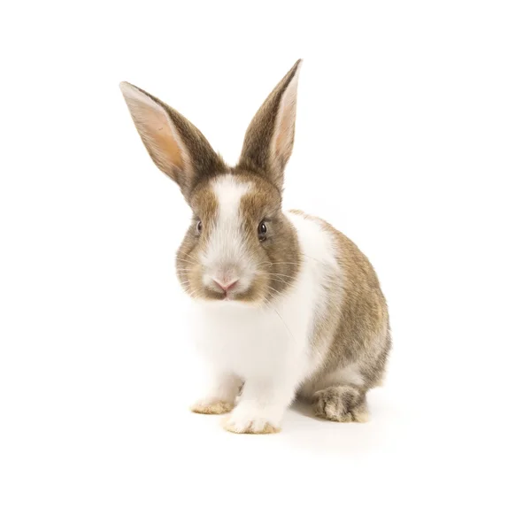귀여운 토끼 흰색 절연 — 스톡 사진