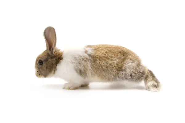 Conejo adorable aislado en blanco — Foto de Stock