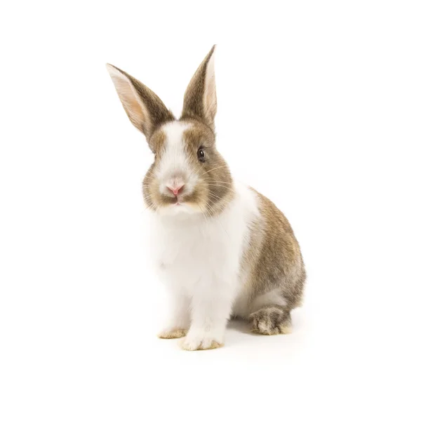 Conejo adorable aislado en blanco — Foto de Stock