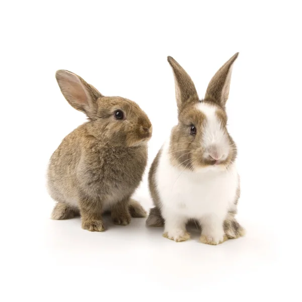 Zwei entzückende Kaninchen — Stockfoto