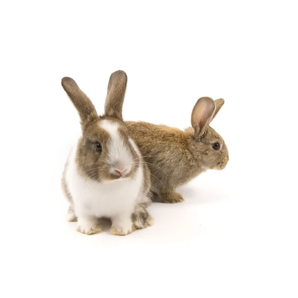 2 つのかわいいウサギ — ストック写真