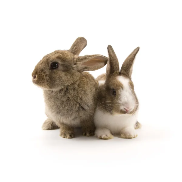 Два очаровательных кролика — стоковое фото