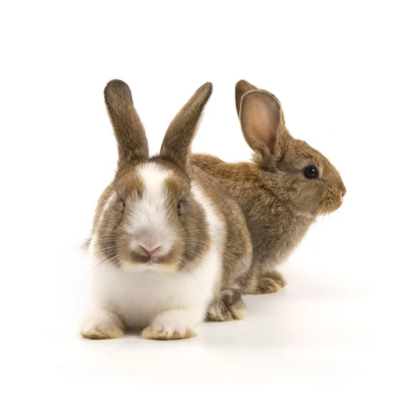 Iki sevimli tavşan — Stok fotoğraf