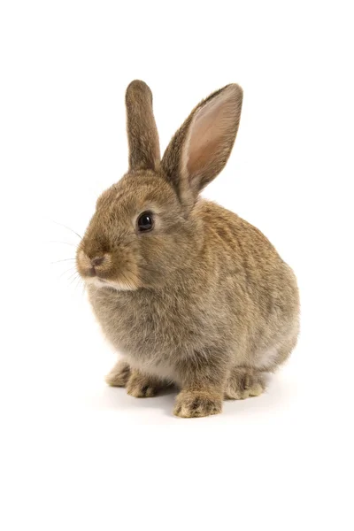 Sevimli tavşan üzerinde beyaz izole — Stok fotoğraf