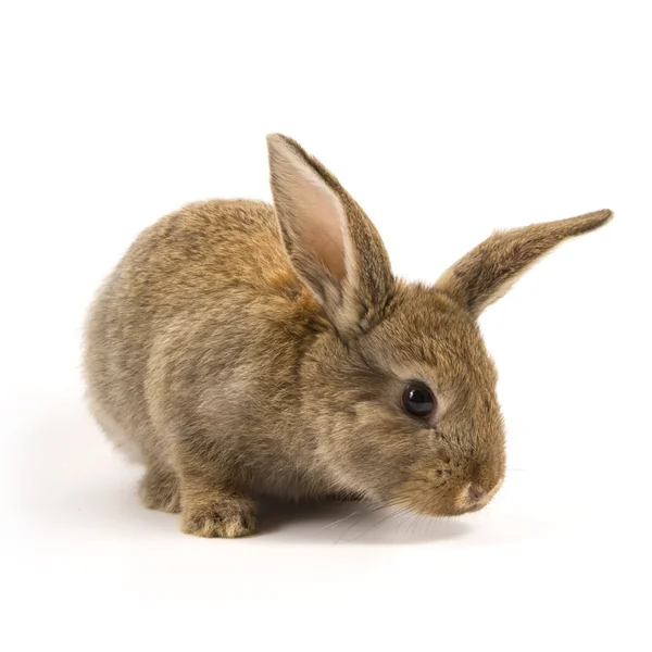 Conejo adorable aislado en blanco — Foto de Stock