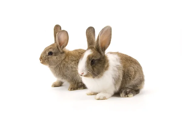 Дві чарівні кроликів — стокове фото