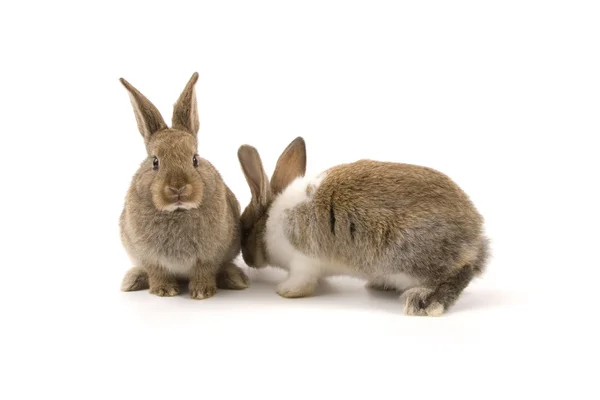 Dois coelhos adoráveis — Fotografia de Stock