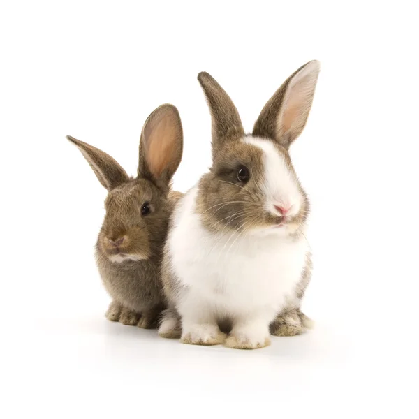 Dois coelhos adoráveis — Fotografia de Stock