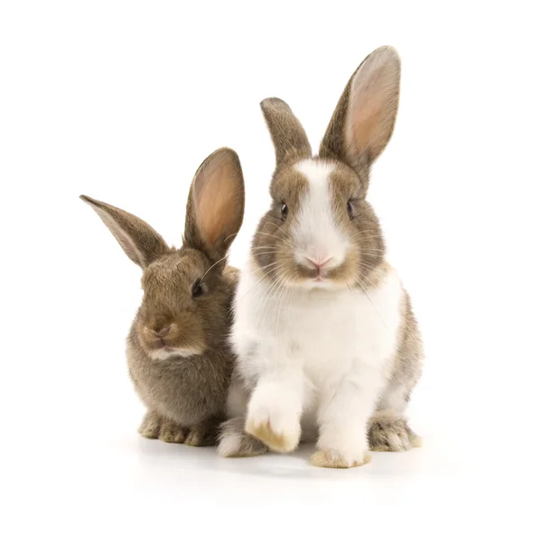 Дві чарівні кроликів — стокове фото