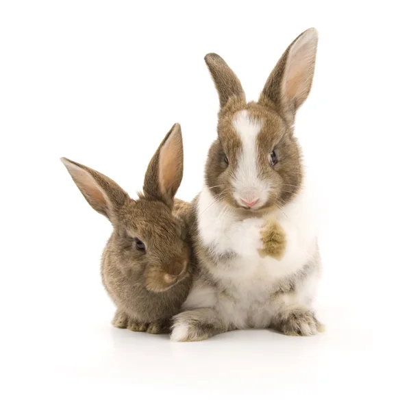Два очаровательных кролика — стоковое фото