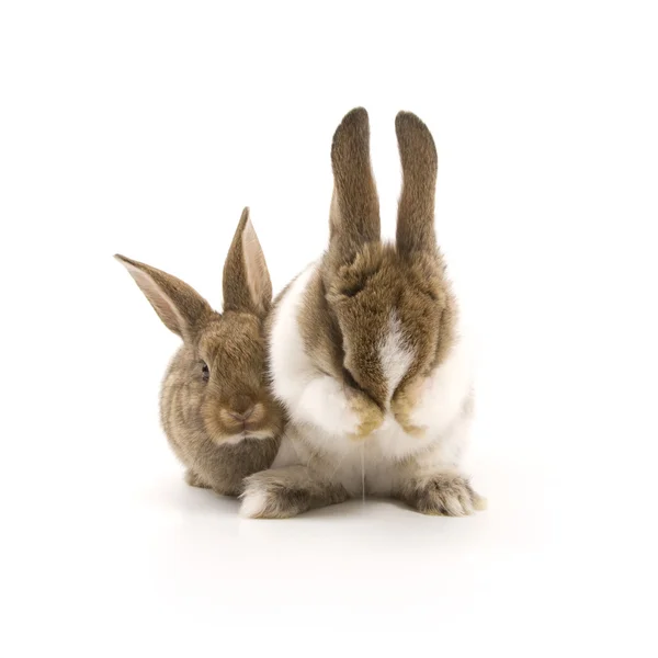Twee schattige konijnen — Stockfoto
