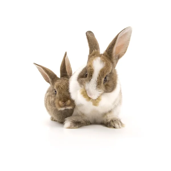 Zwei entzückende Kaninchen — Stockfoto