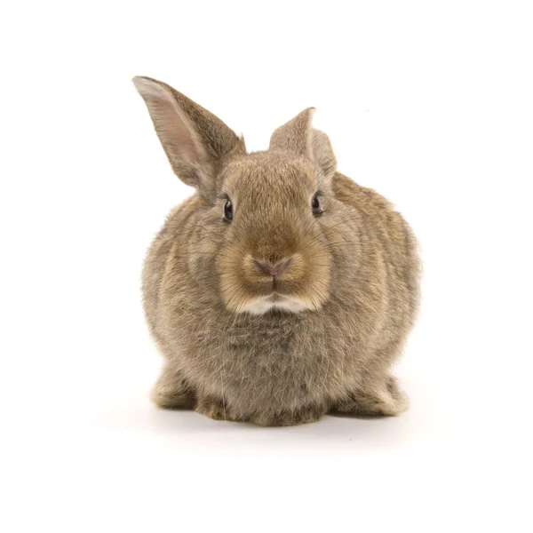 귀여운 토끼 흰색 절연 — 스톡 사진