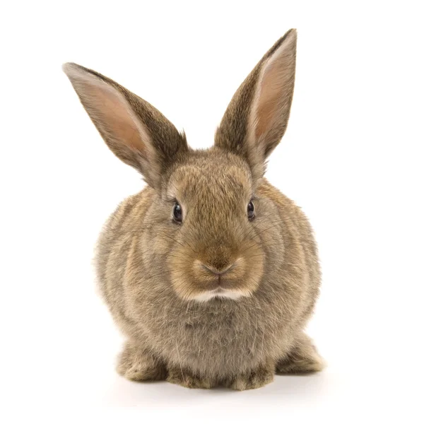 Adorable rabbit isolated on white — Stock Photo, Image