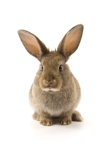 Roztomilý králík izolovaných na bílém — Stock fotografie