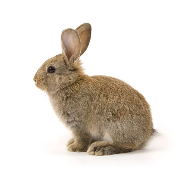 Conejo adorable aislado en blanco — Foto de Stock