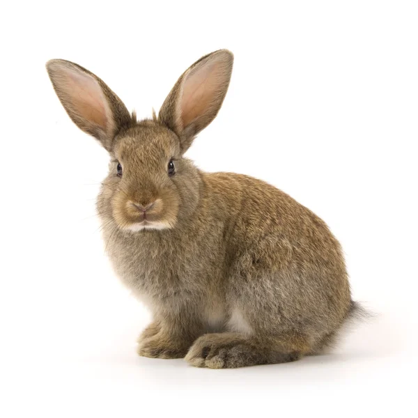 Adorable rabbit isolated on white — Stock Photo, Image