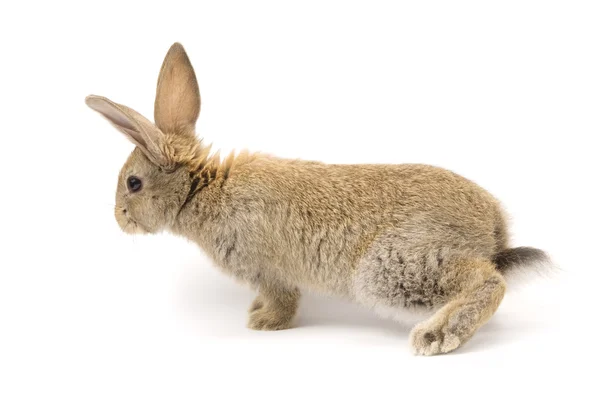 Adorable rabbit isolated on white — Stock Photo, Image