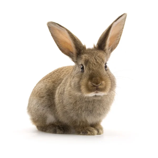 Conejo adorable aislado en blanco — Foto de Stock