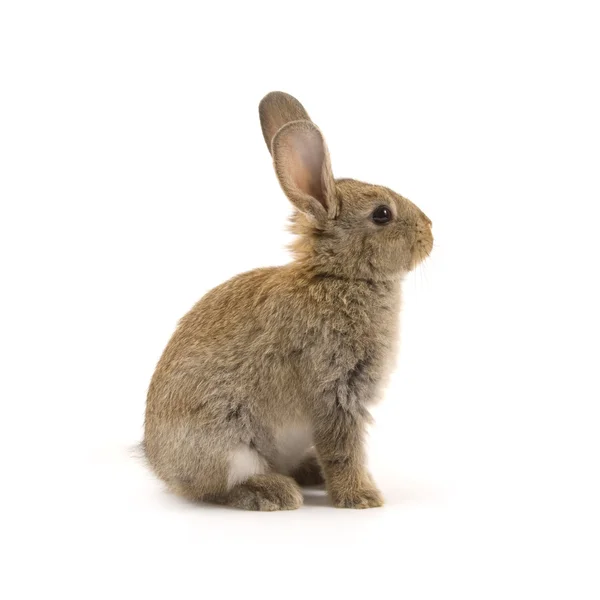 Conejo adorable aislado en blanco — Foto de Stock