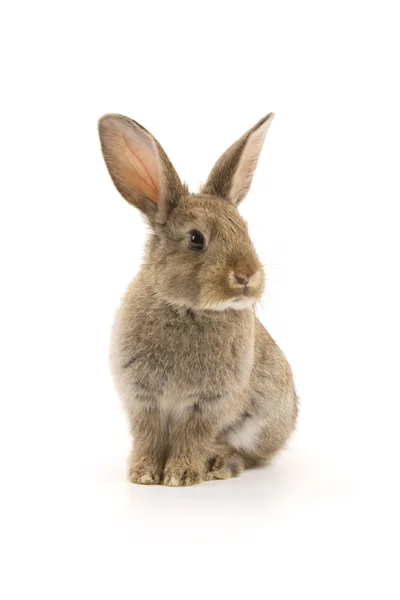Jättesöt kanin isolerad på vit — Stockfoto