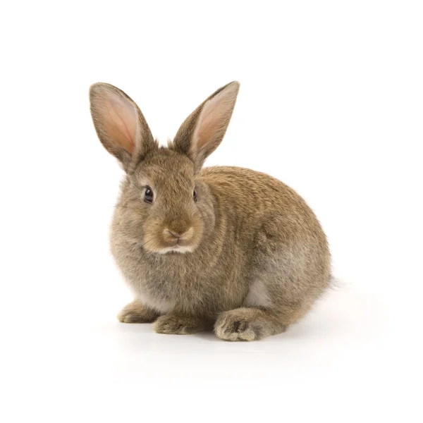 Conejo adorable aislado en blanco —  Fotos de Stock