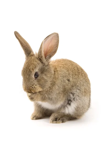 Conejo adorable aislado en blanco —  Fotos de Stock