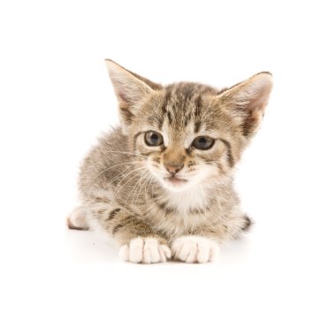 Yavru kedi